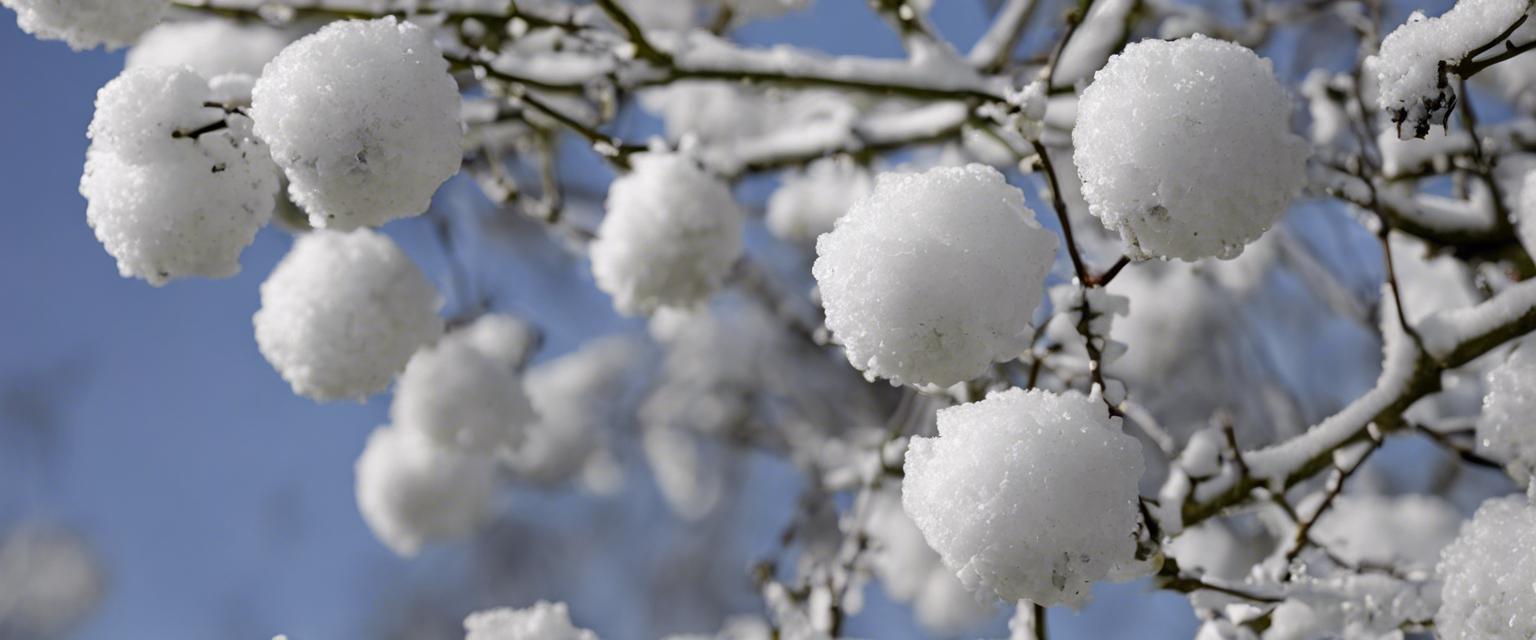 Maîtrisez l'art de la taille pour des Arbustes boules de neige éclatants