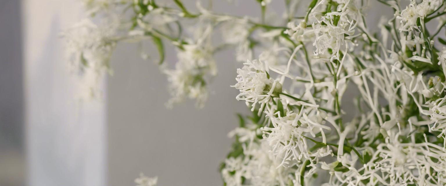 Prenez soin de vos Fleur Gora avec nos astuces d'entretien pratiques