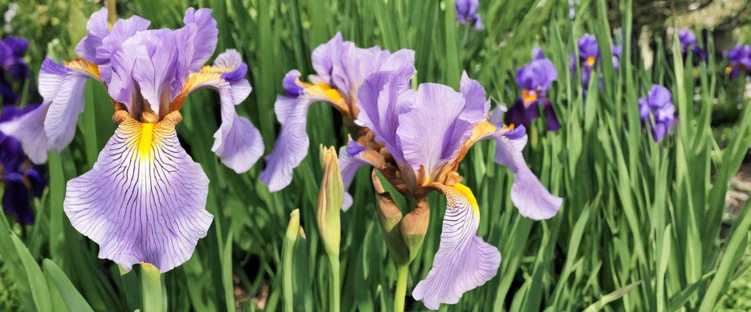 Prévention et traitement de la pourriture des bulbes d'iris