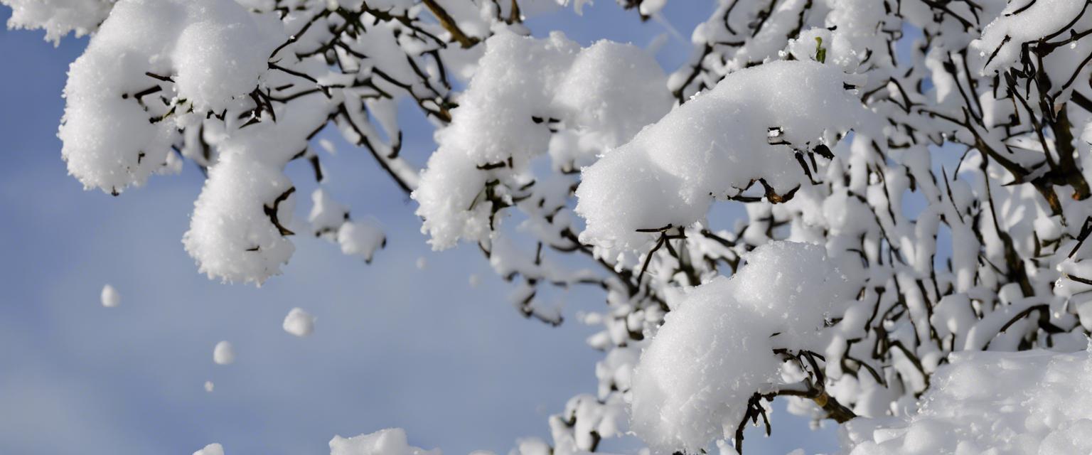 Protégez vos Arbustes boules de neige avec nos conseils de prévention