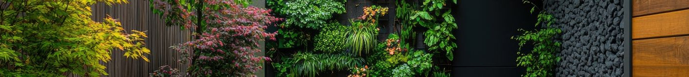 Grimpantes pour habillier un mur