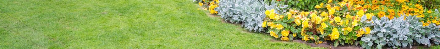 Parterre de fleurs