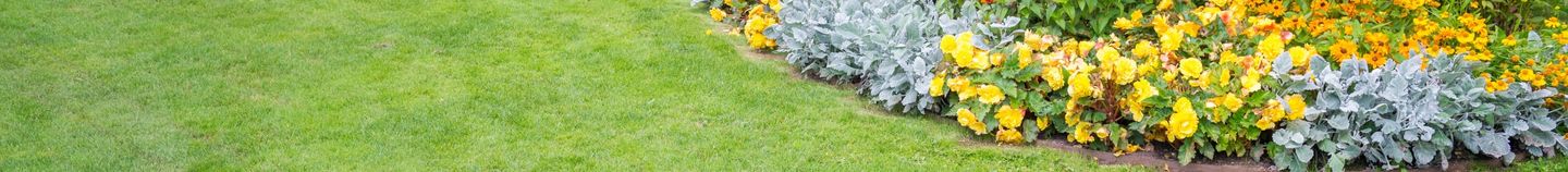 Parterre de fleurs