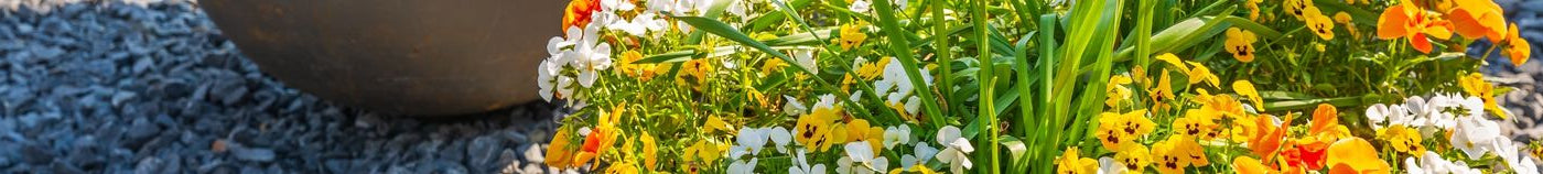 Terrasse : plantes en pot