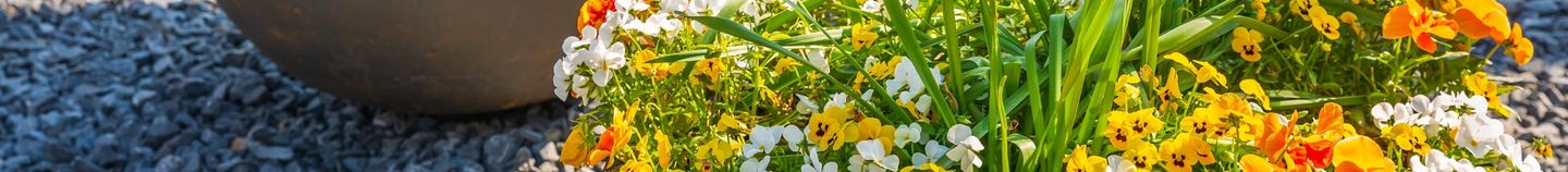 Terrasse : plantes en pot