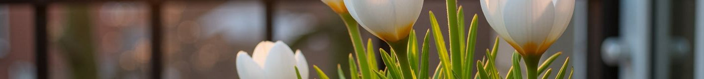 Balcon fleuri au printemps