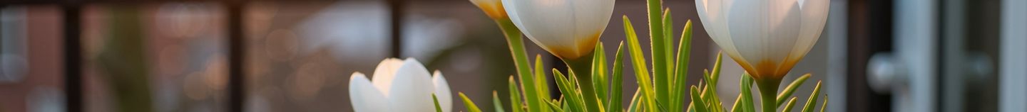 Balcon fleuri au printemps