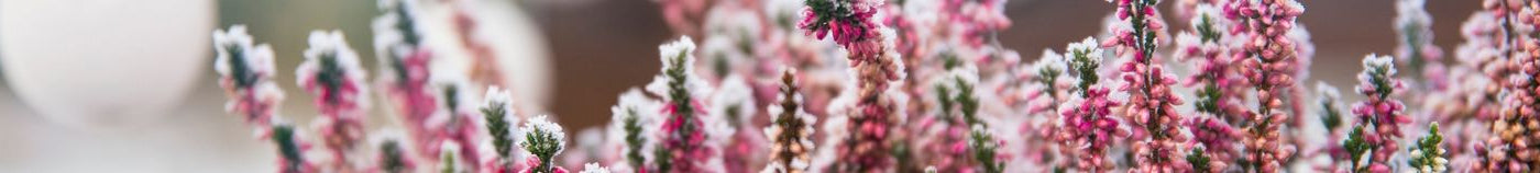 Balcon fleuri en hiver