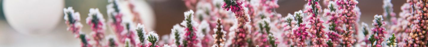 Balcon fleuri en hiver