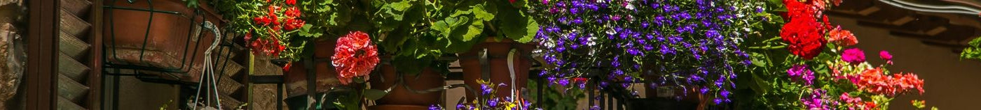 balcon fleuri toute l'année