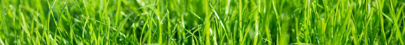 Pelouse et fleurs de gazon