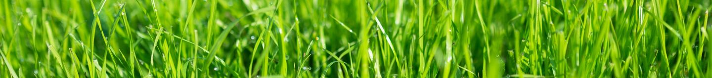 Pelouse et fleurs de gazon