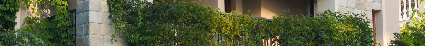 Balcon : plantes brise-vue