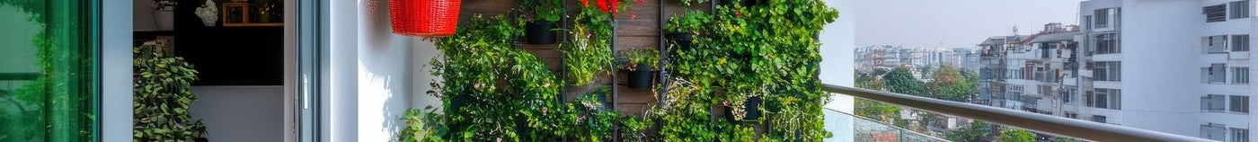Balcon : plantes grimpantes