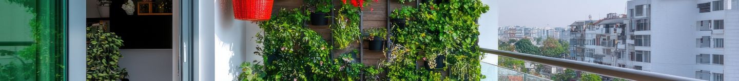 Balcon : plantes grimpantes
