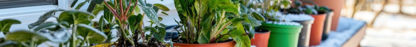 Balcon : plantes resistantes