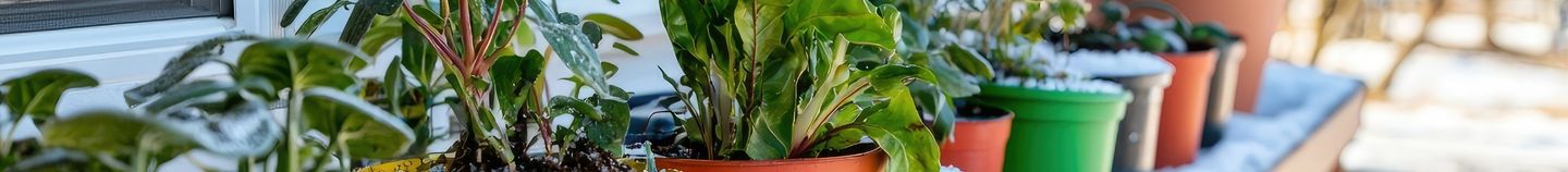 Balcon : plantes resistantes