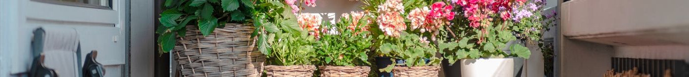 Plantes en pot pour balcon