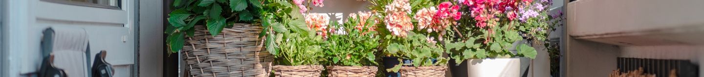 Plantes en pot pour balcon