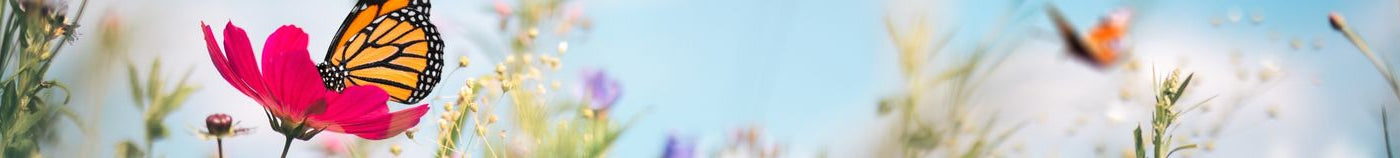 Plantes mellifères pour balcon