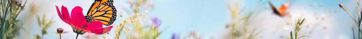 Plantes mellifères pour balcon