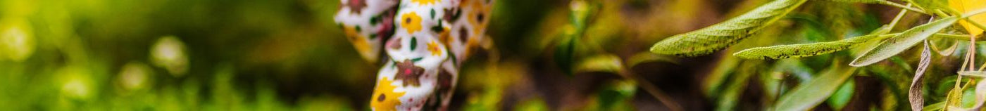 Potager au printemps