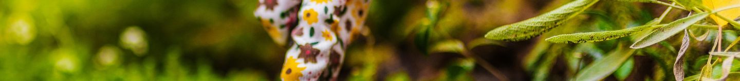 Potager au printemps