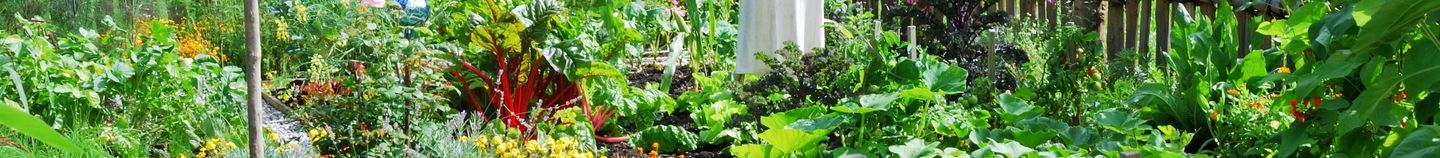 Potager en été : récoltes et entretien facile | Willemse