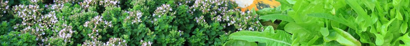 Légumes pour permaculture