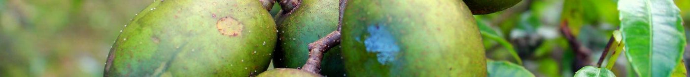 Plantes exotiques pour potager