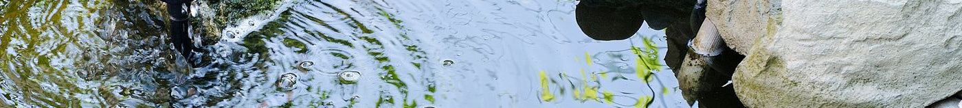 Plantes pour bassin peu profond