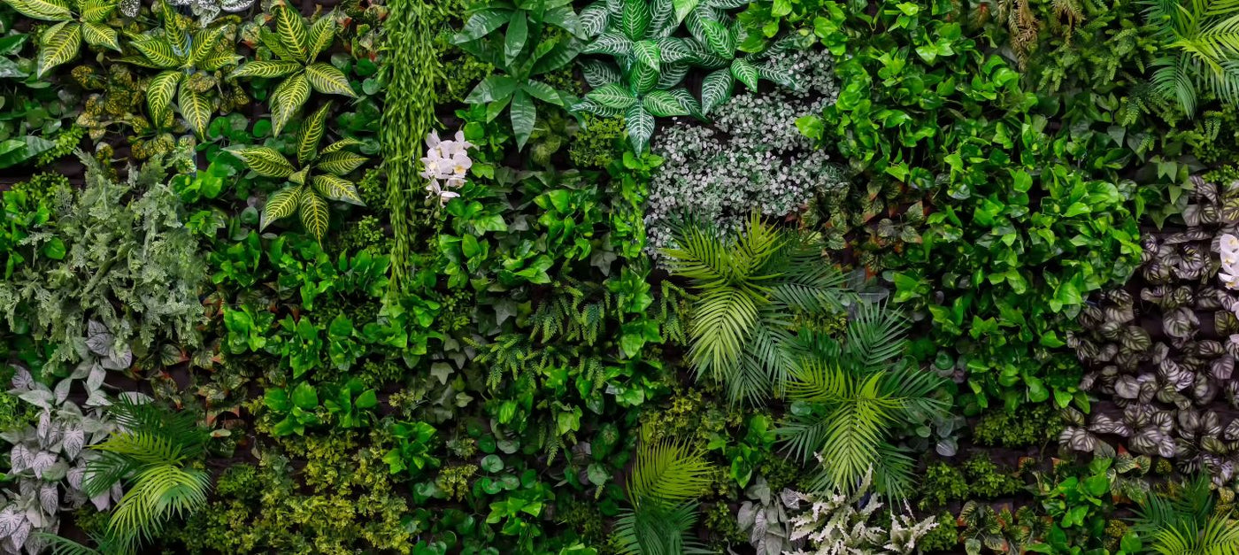 Plantes pour couvrir un mur