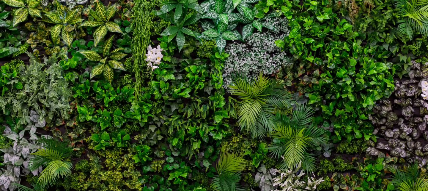 Plantes pour couvrir un mur