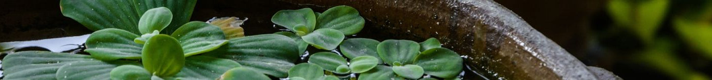 Plantes pour bassin en pot