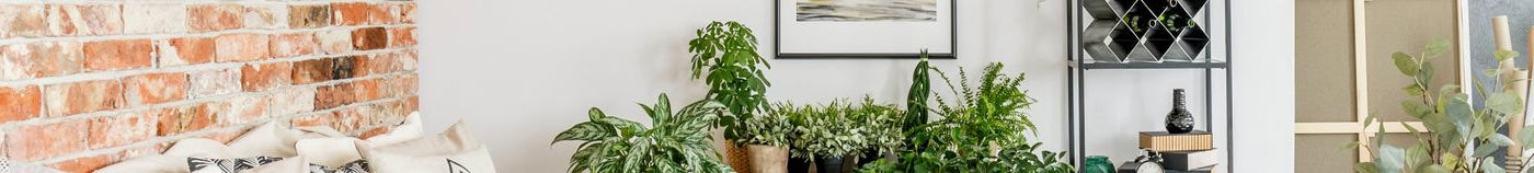 Plantes d'intérieur par pièce