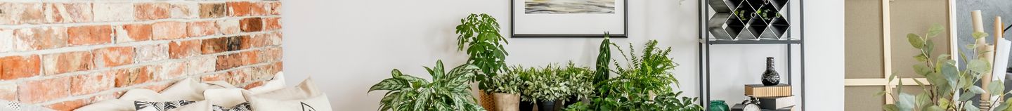 Plantes d'intérieur par pièce