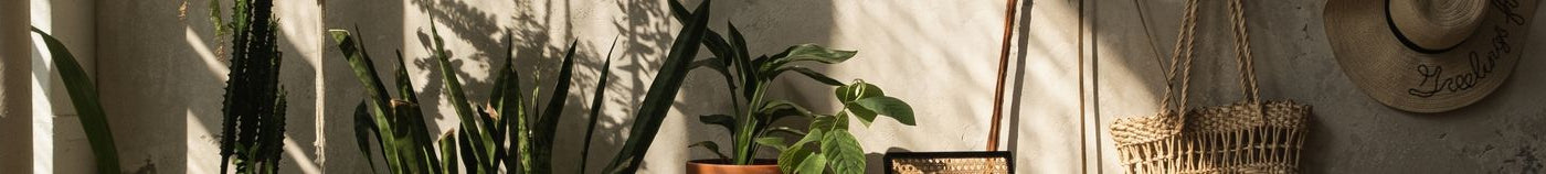 Plantes pour le salon