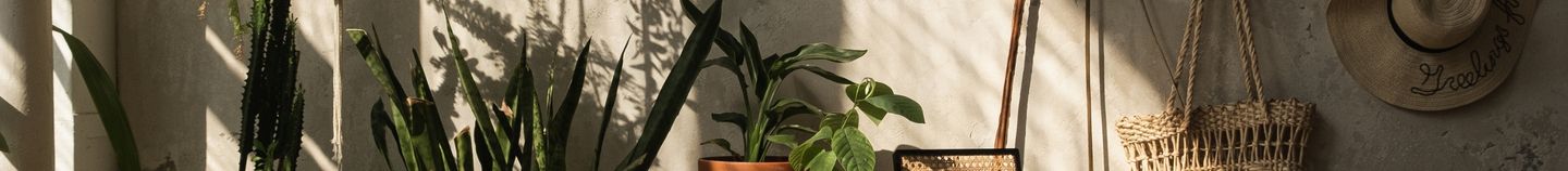 Plantes pour le salon