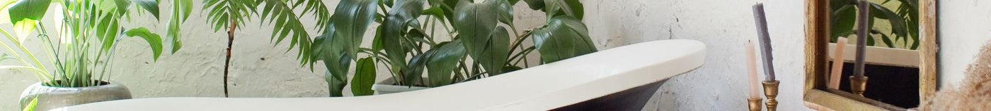 Plantes pour la salle de bain