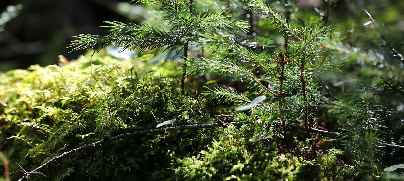 Plantes de sous-bois