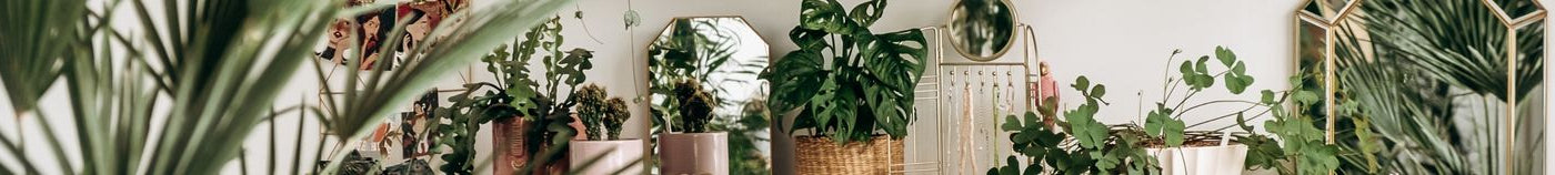 Plantes d'intérieur tendance