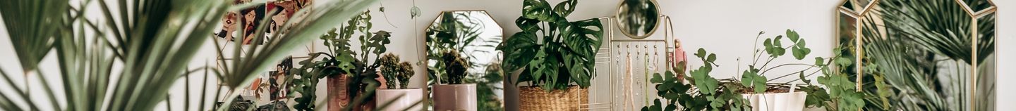 Plantes d'intérieur tendance