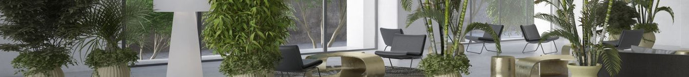 Plantes tropicales d'intérieur