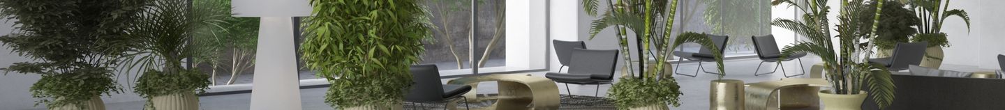 Plantes tropicales d'intérieur