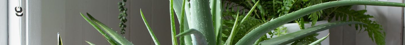 Plantes d’intérieur sans entretien