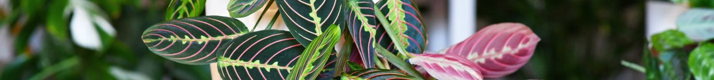 Plantes d’intérieur à feuillage coloré