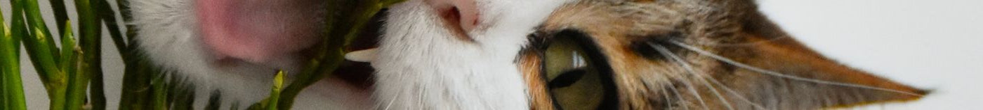 Plantes d'intérieur pour les chats et chiens