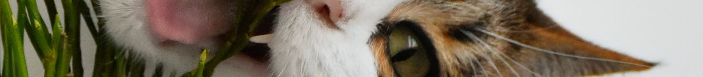 Plantes d'intérieur pour les chats et chiens