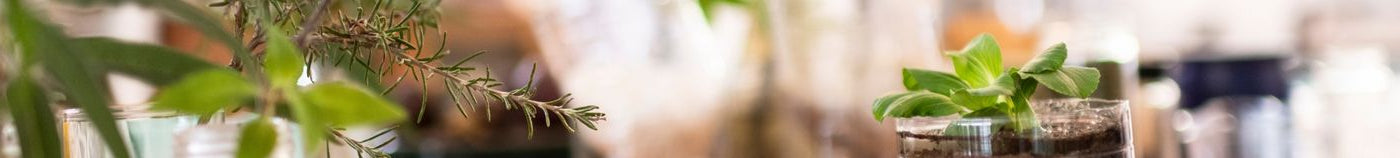 Plantes pour potager d’intérieur