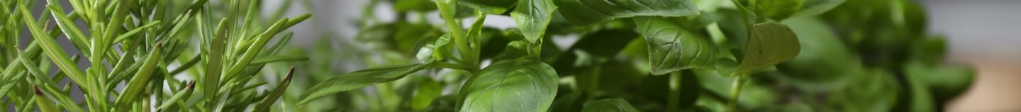 Herbes aromatiques d’intérieur